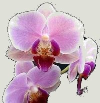 Orchidée
