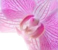 Orchid&eacute;e