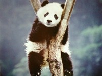 Panda...jpg