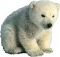 ourson_polaire.jpg